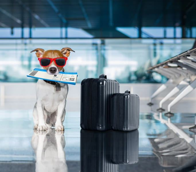 Dog at an airport preparing for pet transportation in Canada