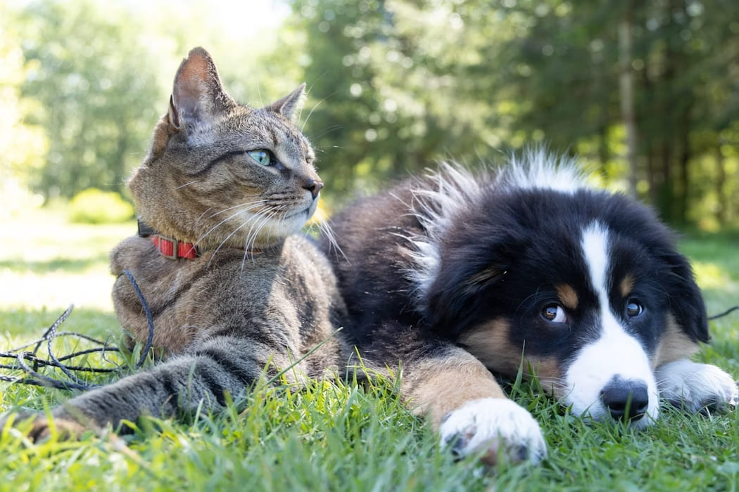 Tabby cat in a red collar resting on a lawn next to a tricolour puppy